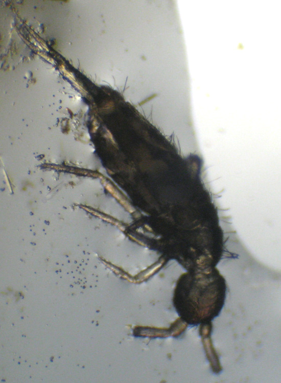 Collembola